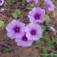 Ipomoea pes-caprae (L.) R.Br.